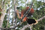 CUYABENO WILD LIFE
